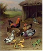 unknow artist poultry  147 painting